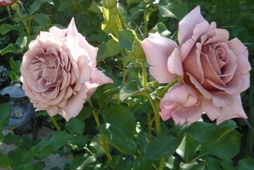 Koko Loko (Wekbijou) DONICZKA