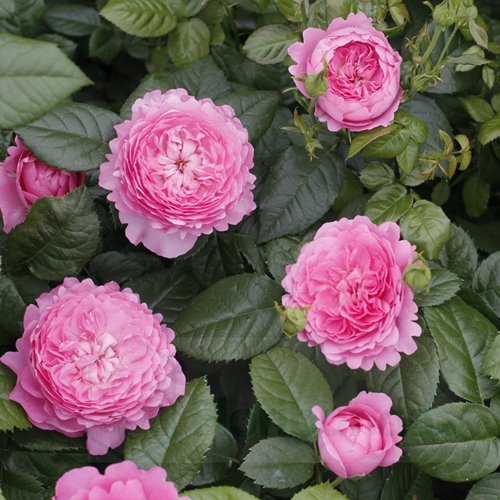 Chantal Merieux DONICZKA ( Maschame)