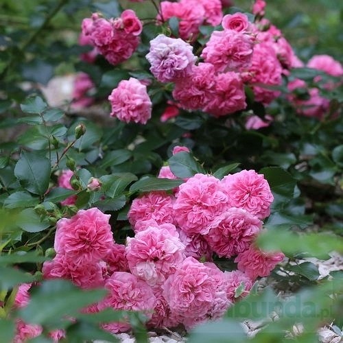 Pink Swany  PIENNA