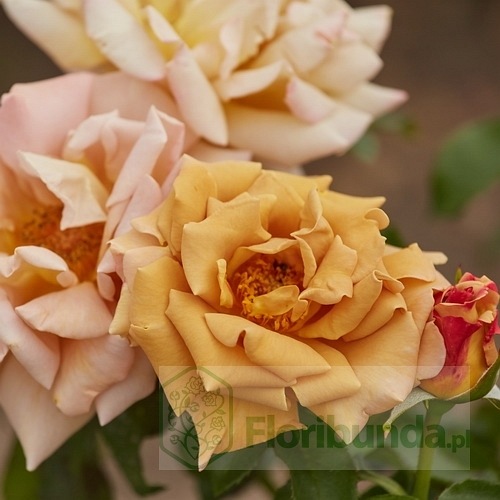 Honey Dijon (WEKsproulses) DONICZKA