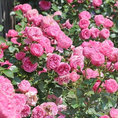 Leonardo da Vinci DONICZKA