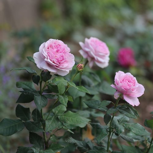 Konigin Marie® "PARFUMA" DONICZKA