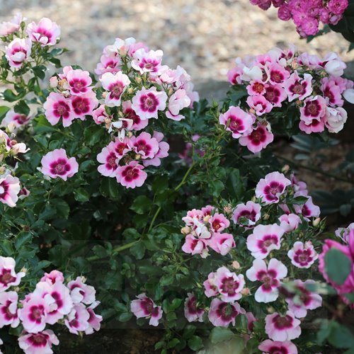 Bravo Babylon Eyes DONICZKA