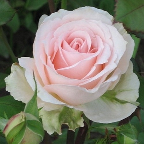 Johann Strauss DONICZKA