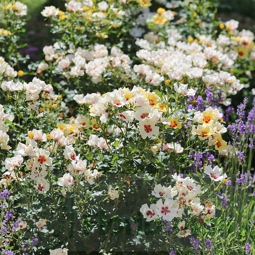 Cream Babylon Eyes DONICZKA