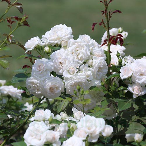 Aspirin Rose DONICZKA