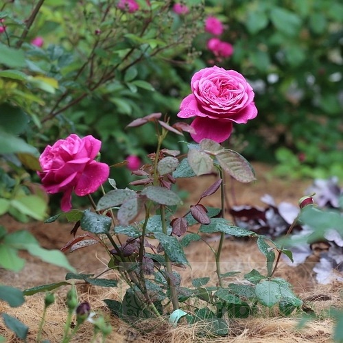 Nathalie Renaissance DONICZKA (Poulren014 )