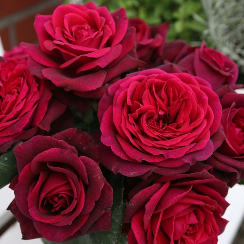 Grafin Diana® "PARFUMA" doniczka