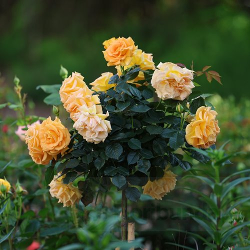 Goldelse PIENNA (60cm.) DONICZKA