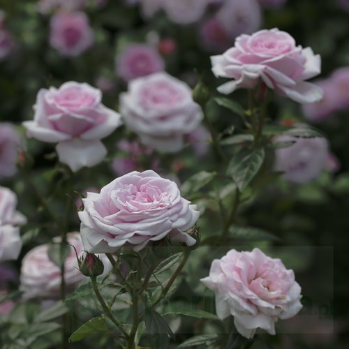 Pacific Blue DONICZKA