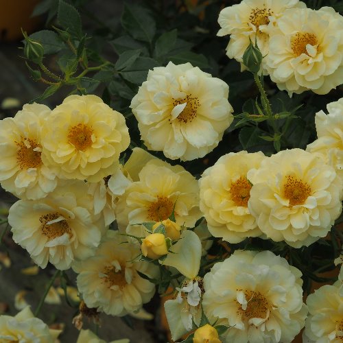 BIENENWEIDE GELB DONICZKA