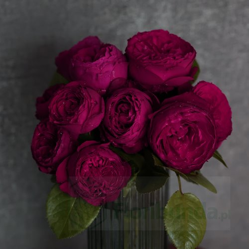 Royal Piano® DONICZKA