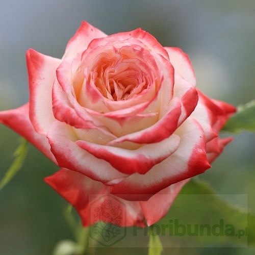 Imperatrice Farah  (Delivour) DONICZKA