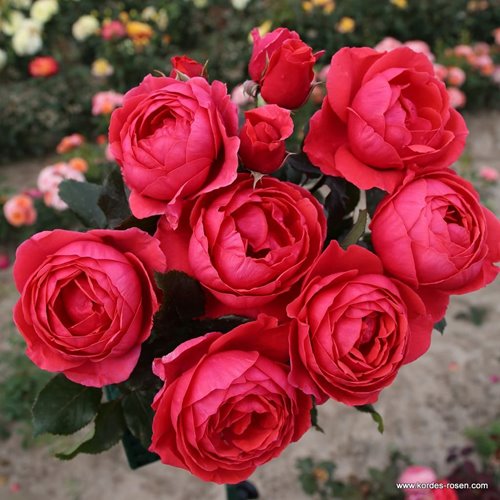 GARTENPRINZESSIN MARIE-JOSE  "PARFUMA" DONICZKA