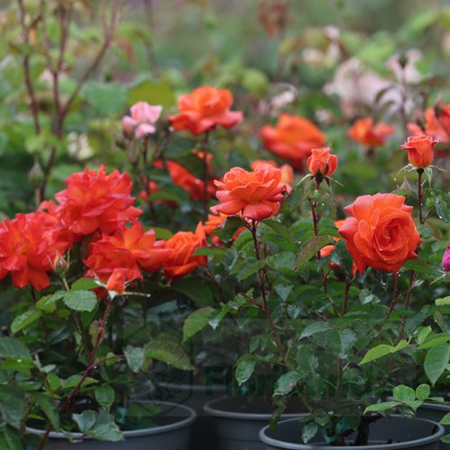 Super Trouper   (FRYleyeca) DONICZKA