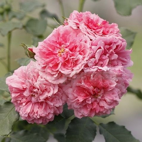 Rosarium DONICZKA