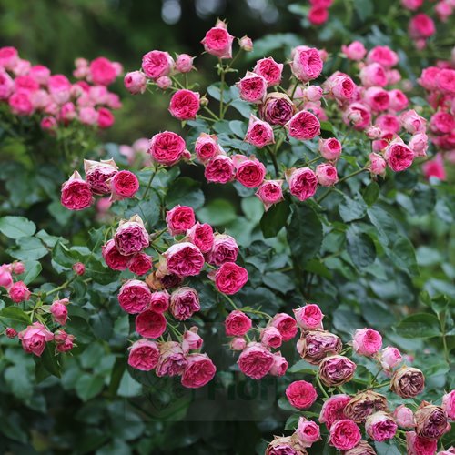 Candy Rokoko DONICZKA