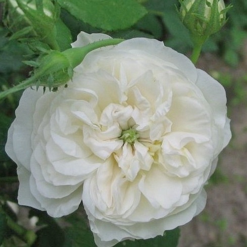 Madame Plantier DONICZKA