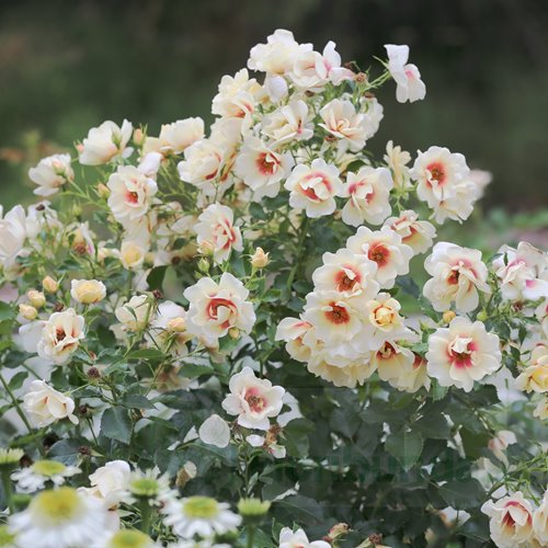 Glorius  Baylon Eyes DONICZKA