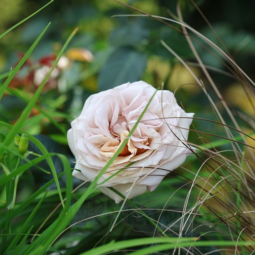 Rallye des Gazelles DONICZKA