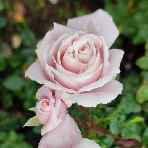 Constanze Mozart® DONICZKA