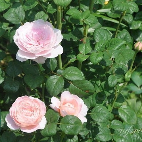 Queen of Sweden ( Austiger) DONICZKA