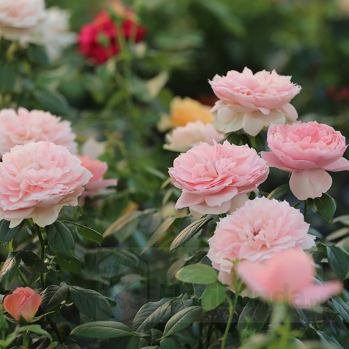 The Lion's Rose/ Born Free ® DONICZKA