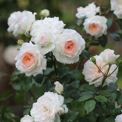 Stephanie Baronin zu Guttenberg Rose DONICZKA