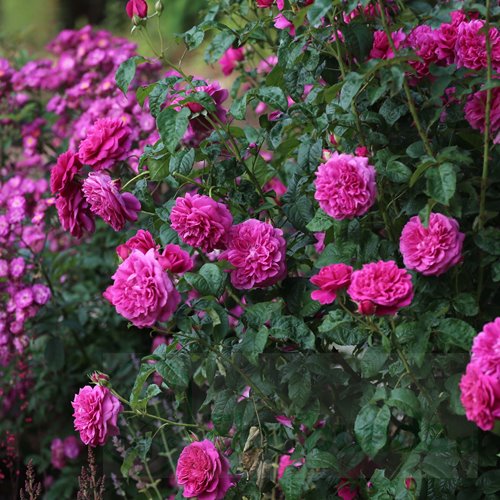 James L. Austin (AUSpike) DONICZKA