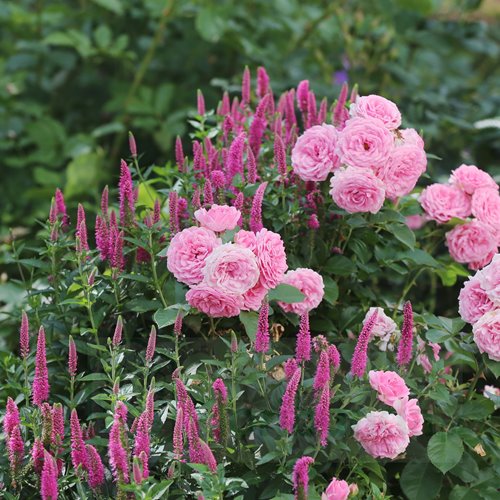 Larissa Flower Circus ® DONICZKA