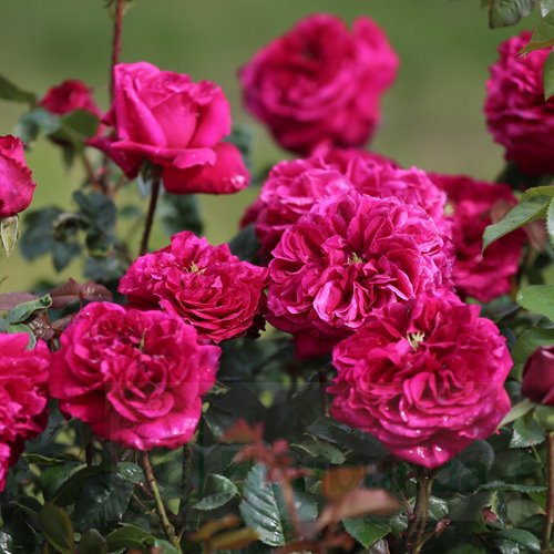 Gardener's Friend DONICZKA