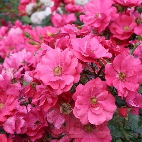 Summer Fairytale DONICZKA