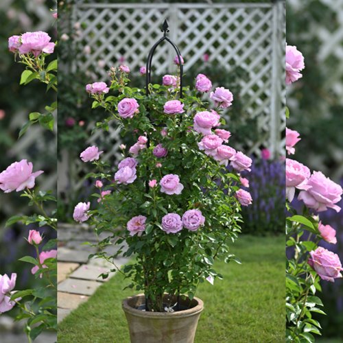 Alexandra David Neel® DONICZKA