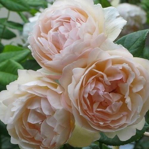 Wollerton Old Hall  (Ausblanket)