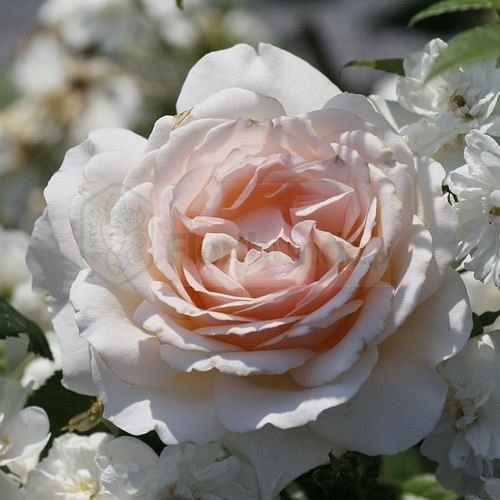Chandos Beauty  (Harmisty) DONICZKA