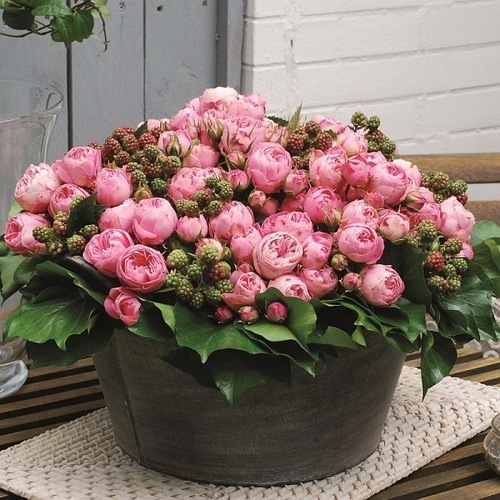 Playfull Rokoko DONICZKA