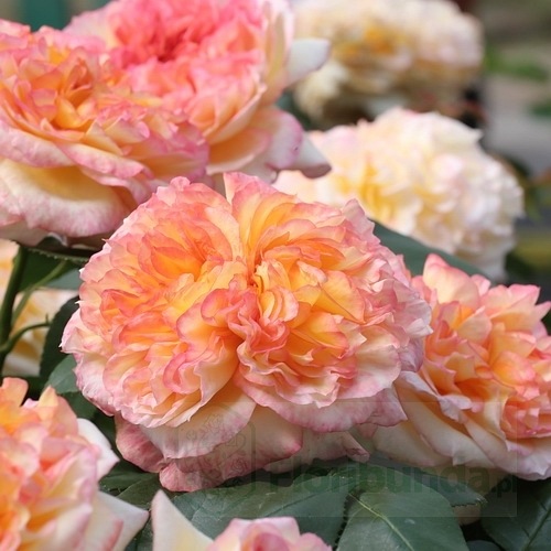 Henri Delbard (DELclaudibi) DONICZKA