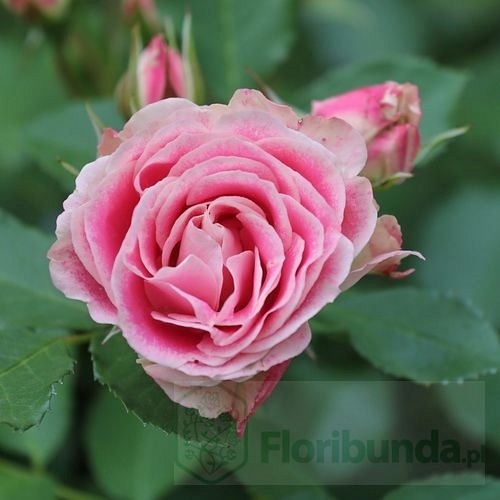 Patricia Flower Circus