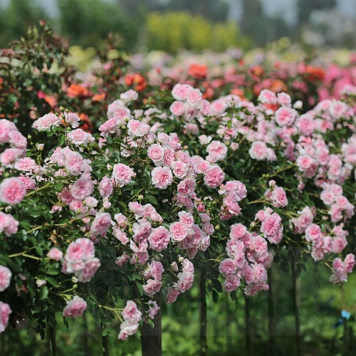 Granny PIENNA (pień 60 cm)