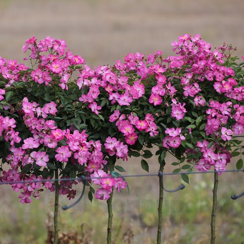 Lavender Dream PIENNA