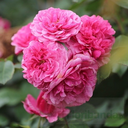 Morden Ruby