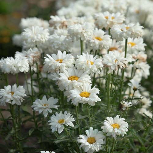 Złocień  "Victorian Secret"