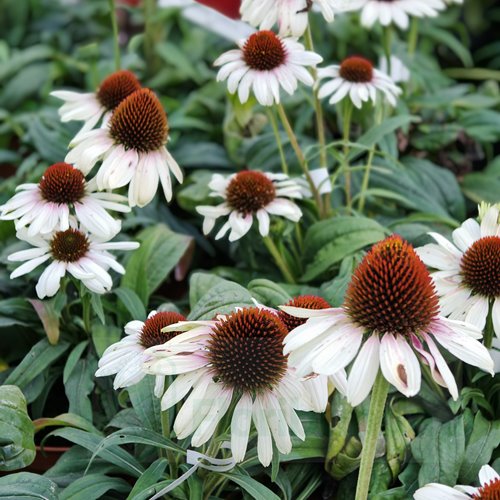 Jeżówka "Cherry on Ice"