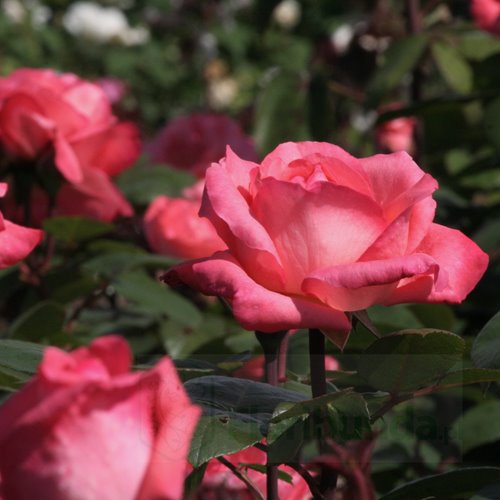 Aachener Dom/ Pink Panther