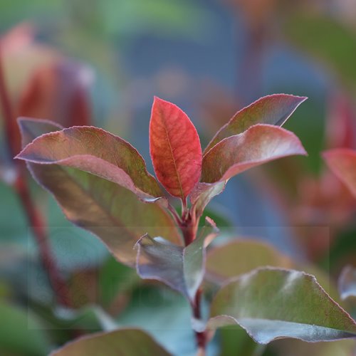 Głogownik "Camilvy"