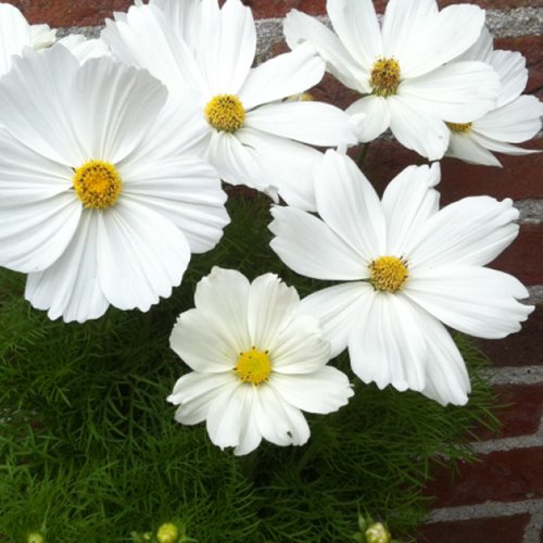 Kosmos "Casanova White"