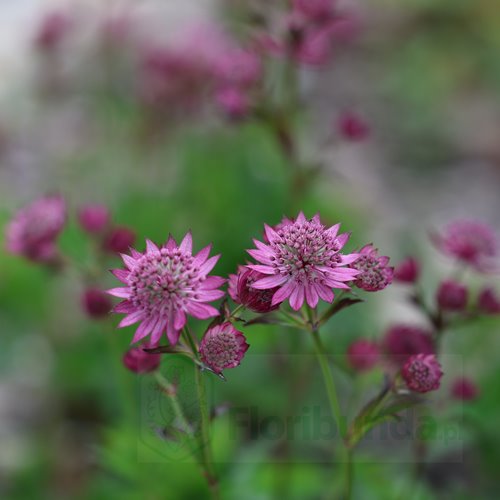 Jarzmianka Większa "Cerise Button"