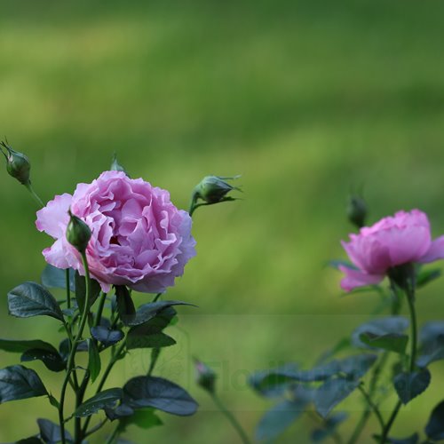 Alexandra David Neel®