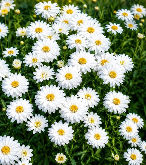 Złocień "Crazy Daisy"