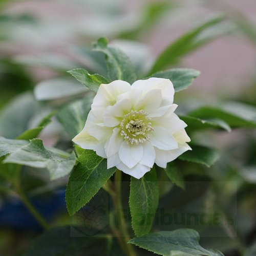 Ciemiernik "Double Ellen White"